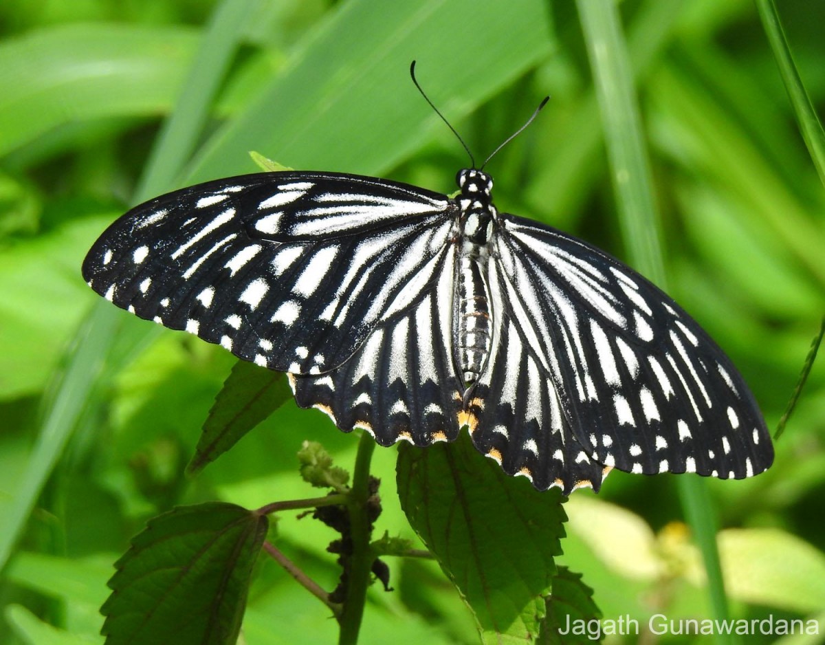 Papilio clytia Linnaeus, 1758